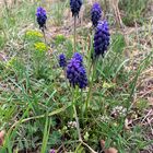 Muscari