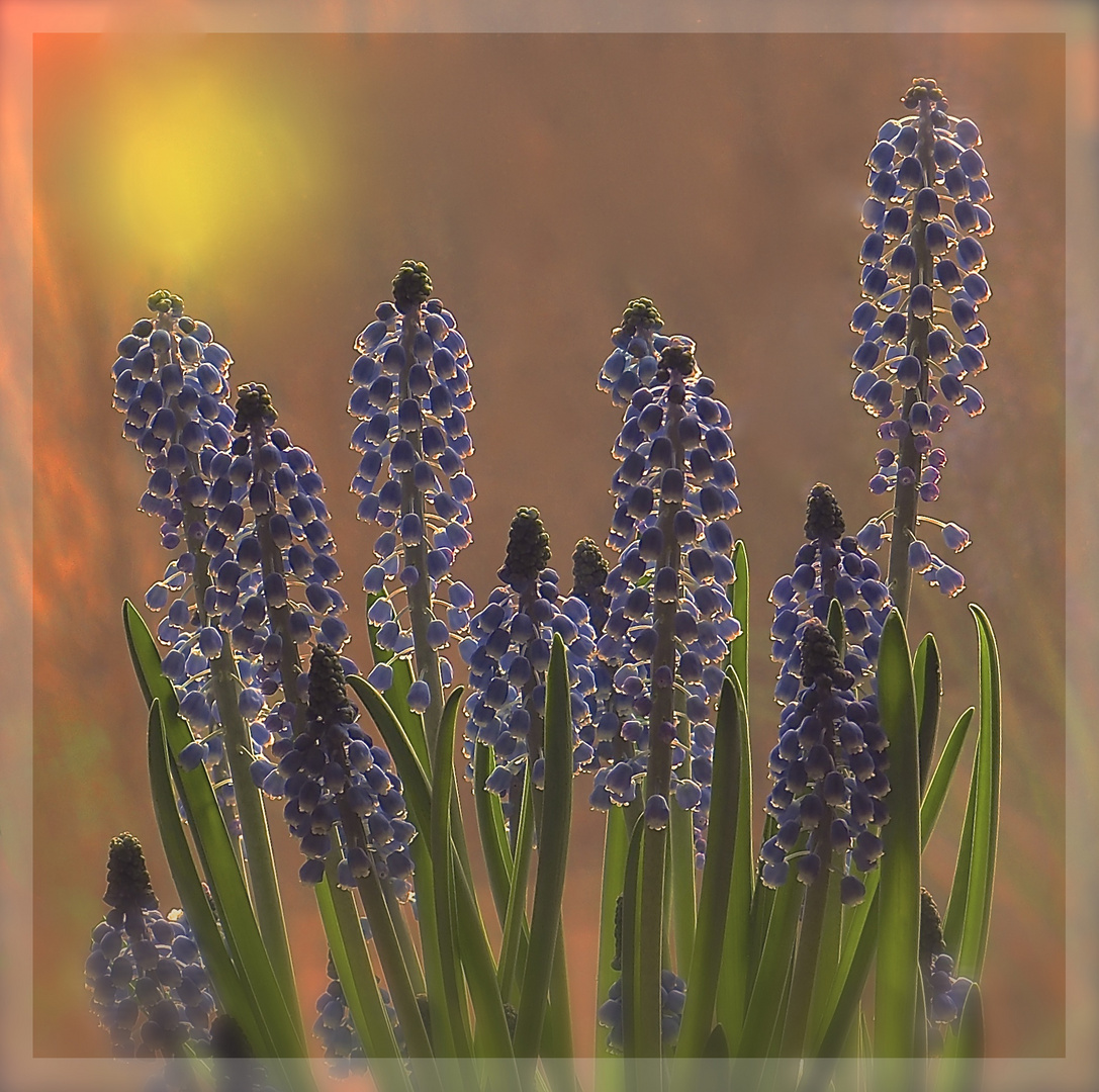 Muscari