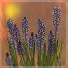 Muscari