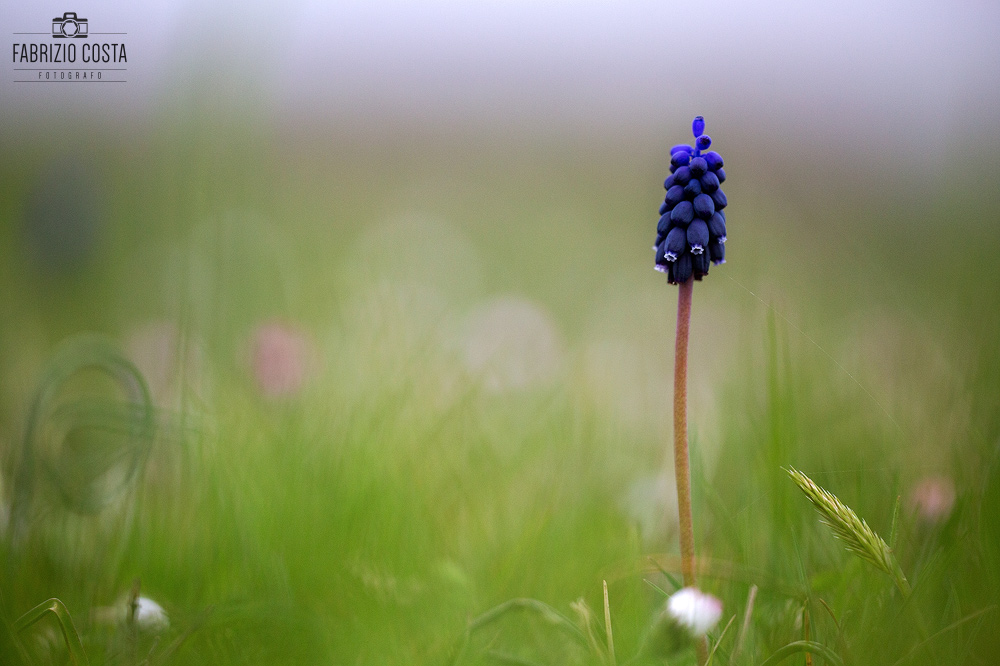 Muscari