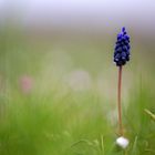 Muscari