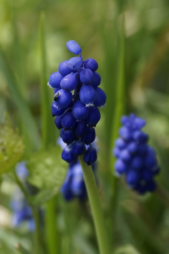 Muscari