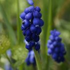 Muscari