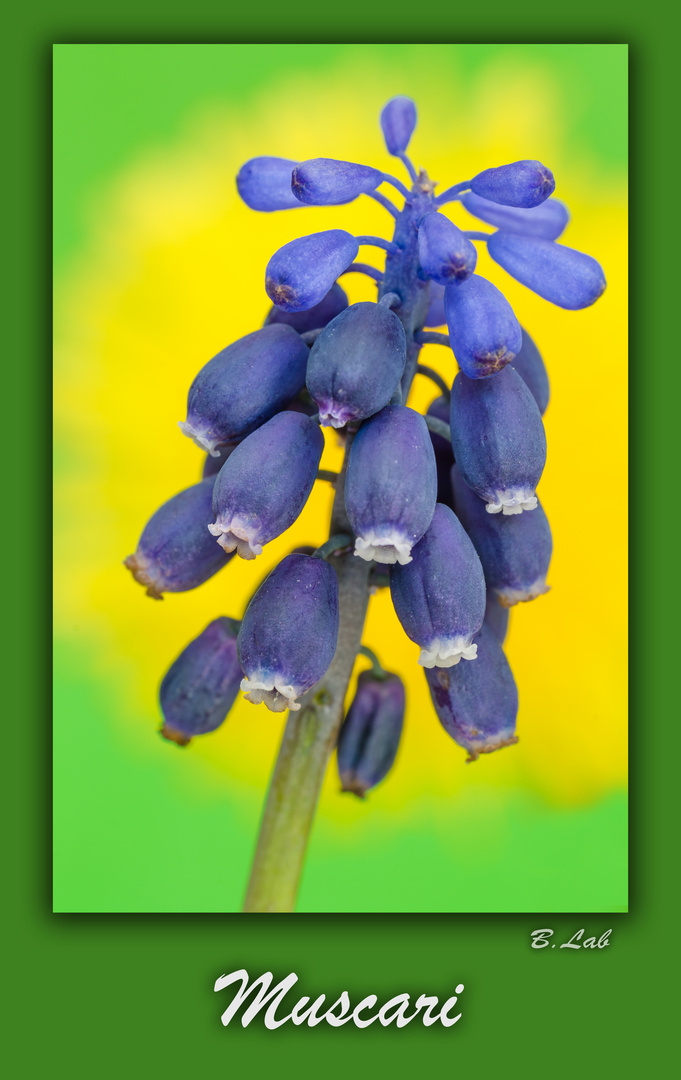 Muscari