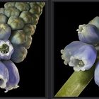 Muscari [3D]