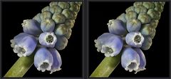 Muscari [3D]