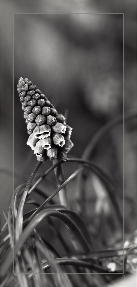  Muscari