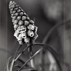  Muscari