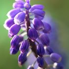 MUscari