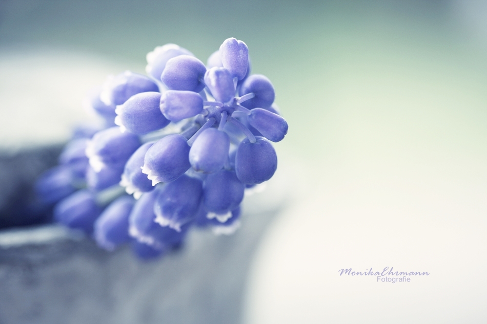 muscari