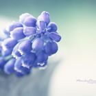 muscari