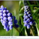 Muscari