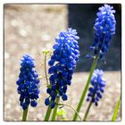 Muscari