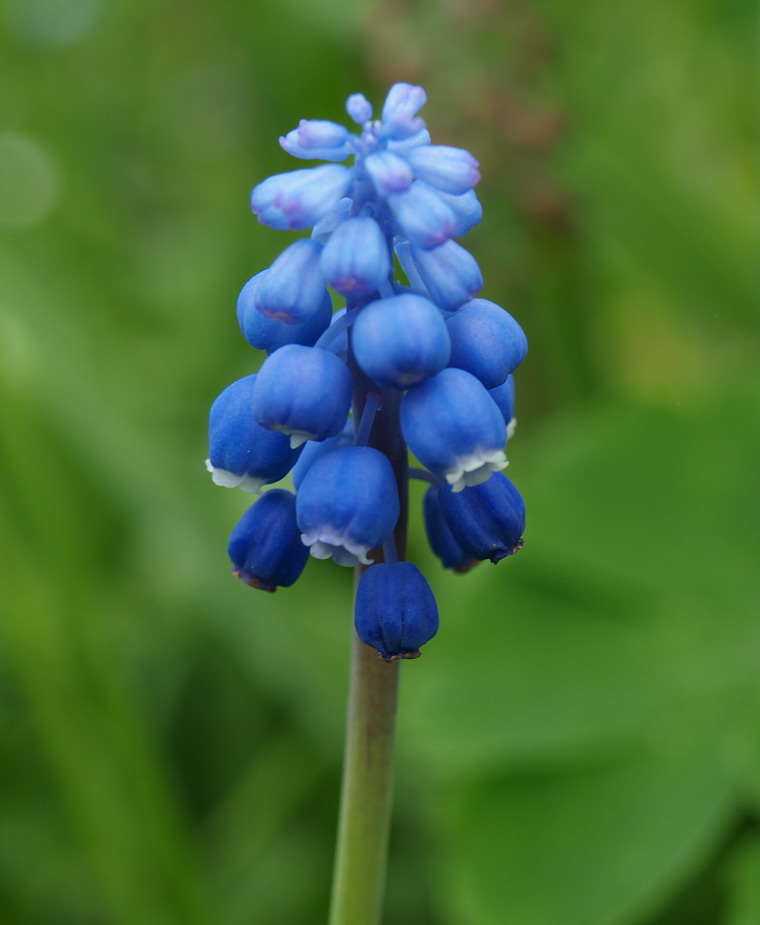 Muscari