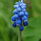 Muscari