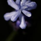 Muscari