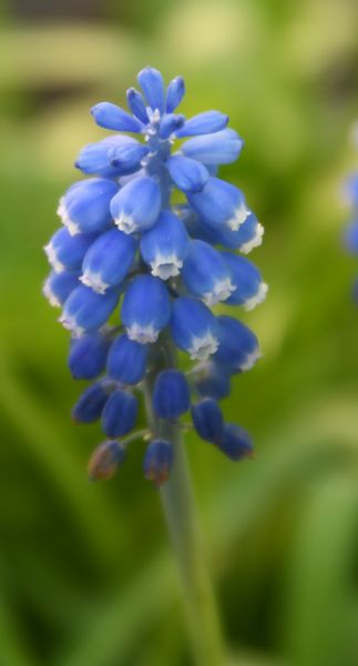 Muscari