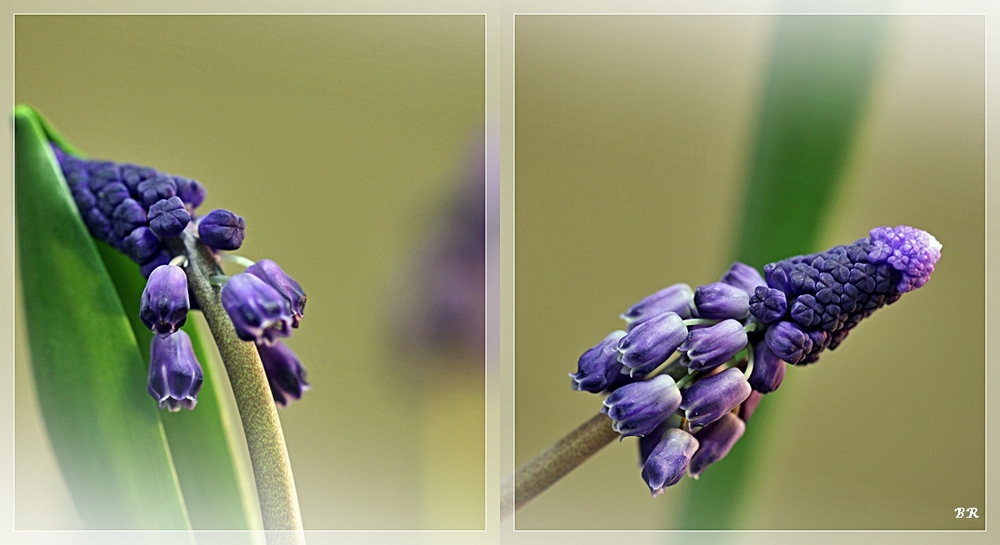 Muscari