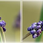 Muscari