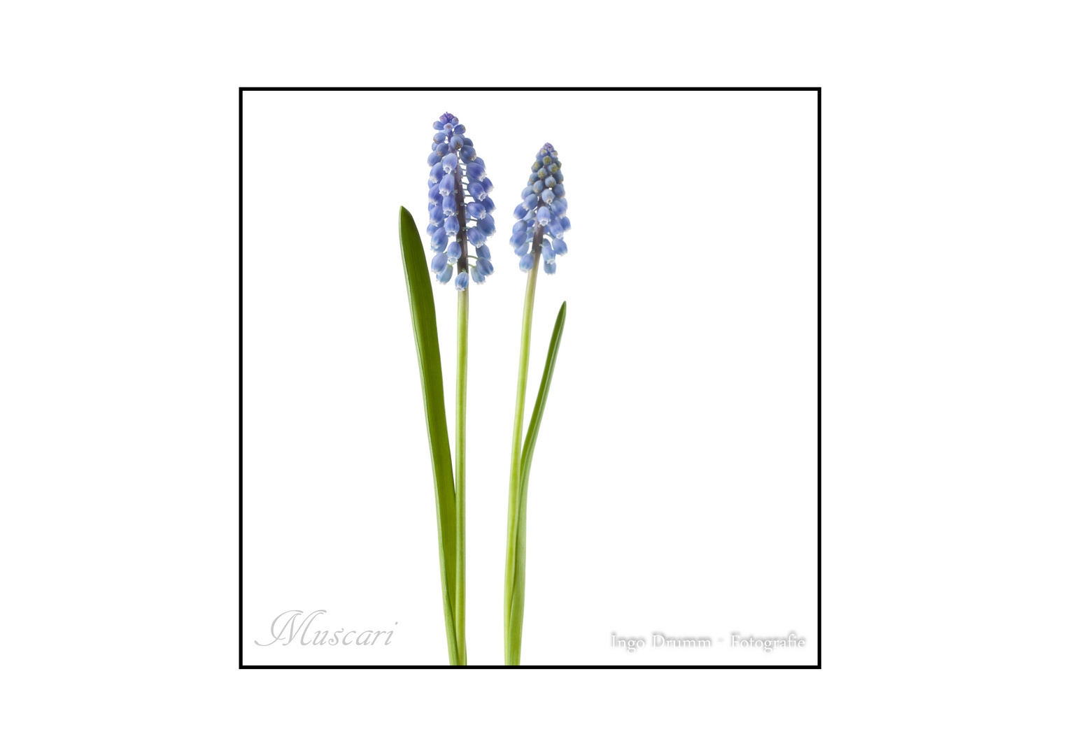 Muscari