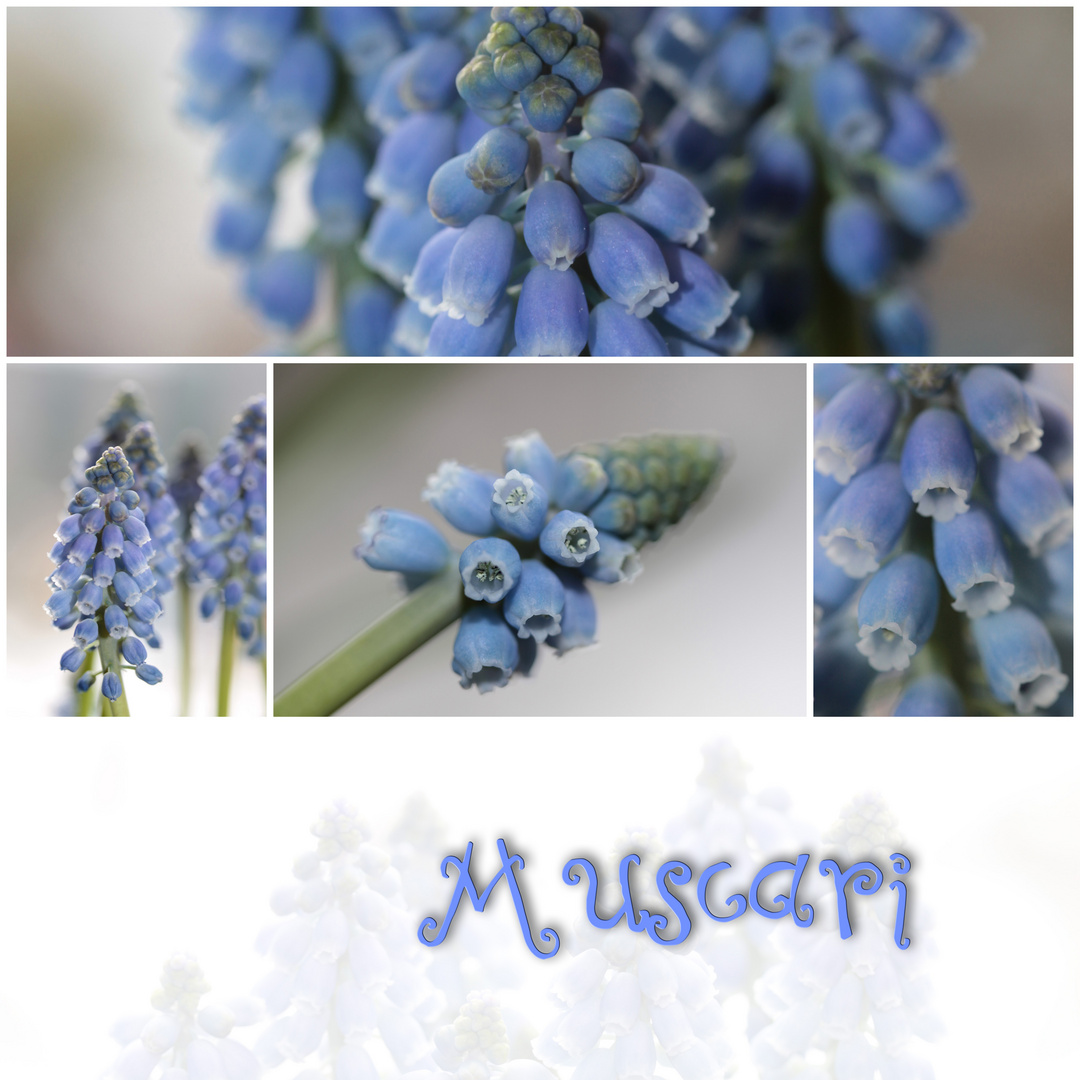 Muscari