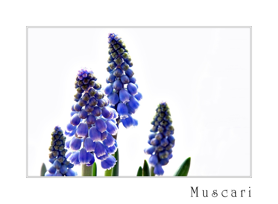 Muscari