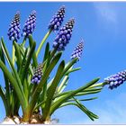 Muscari