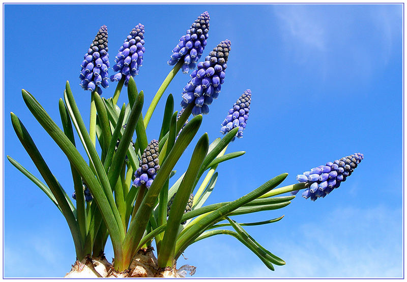 Muscari