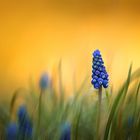 Muscari