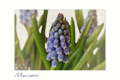 Muscari.