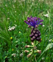 MUSCARI