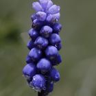 Muscari