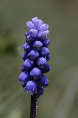 Muscari