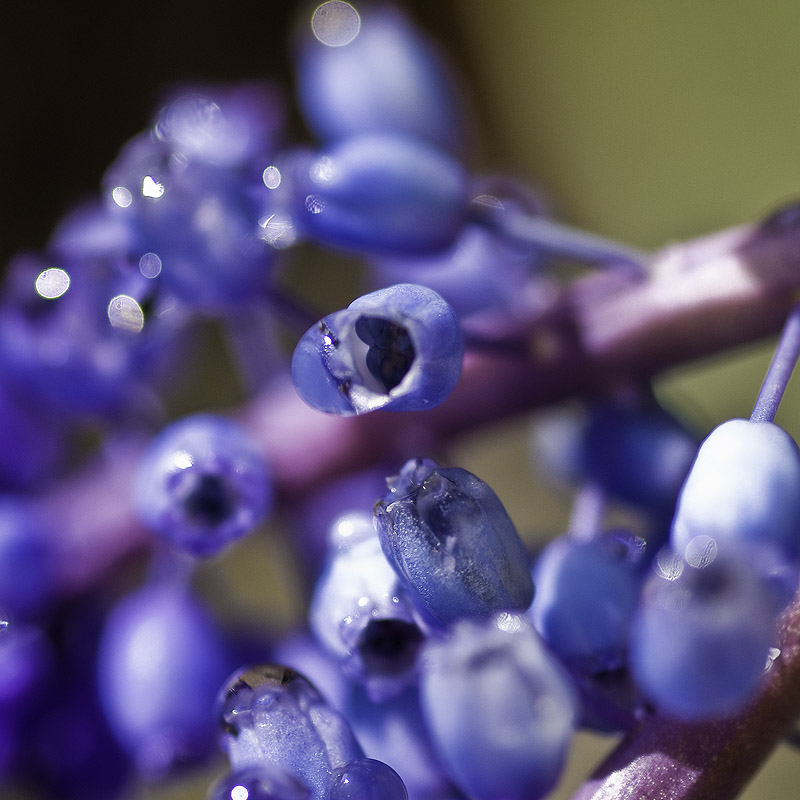 Muscari