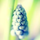 MUSCARI