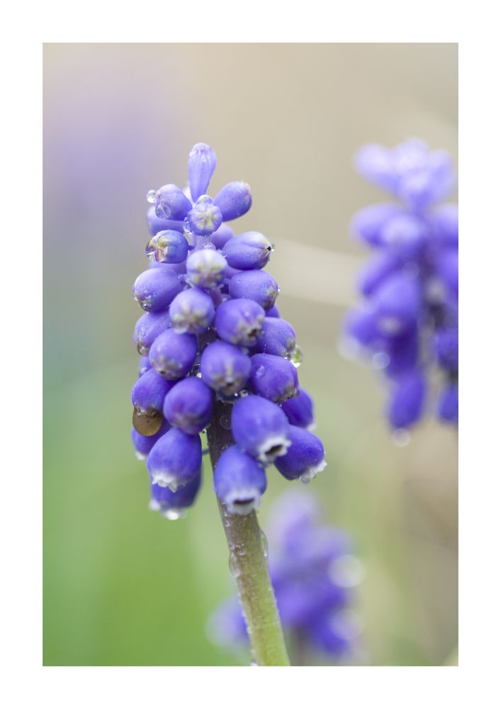 Muscari von Knips-Marie 