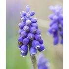 Muscari