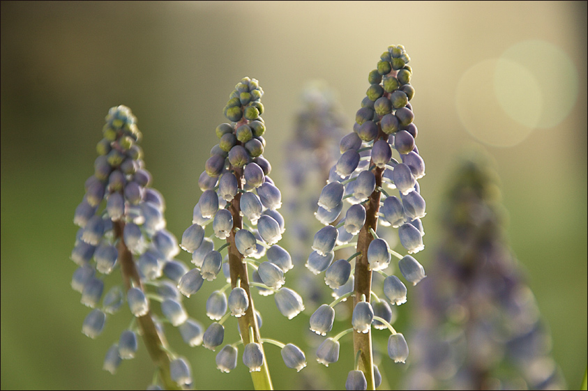 Muscari