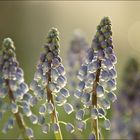 Muscari