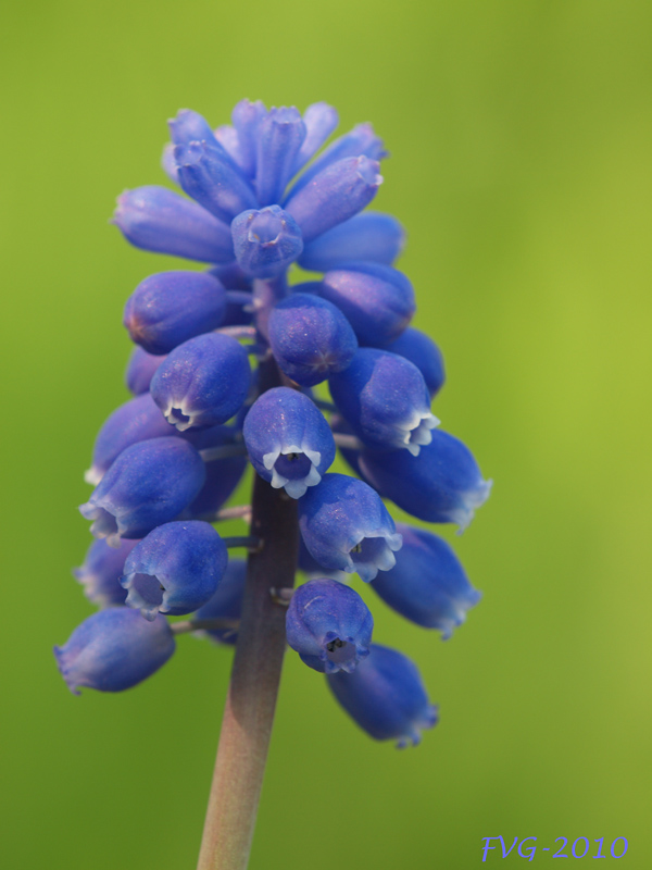 Muscari.