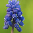 Muscari.