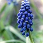 Muscari