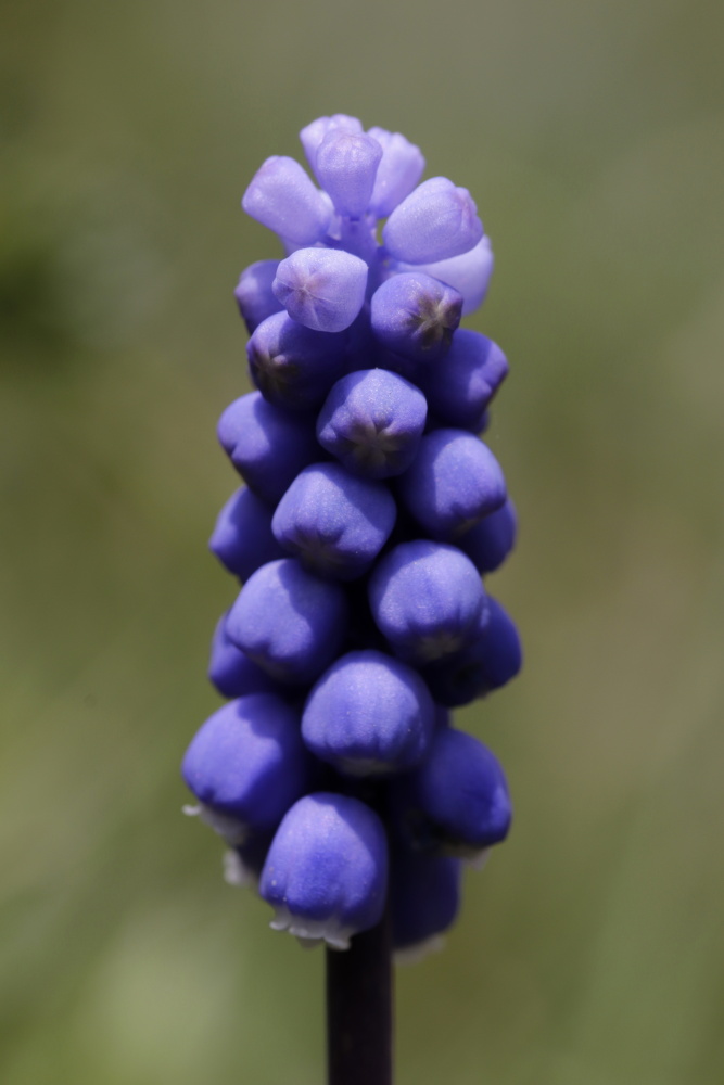 Muscari