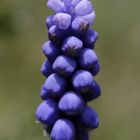 Muscari