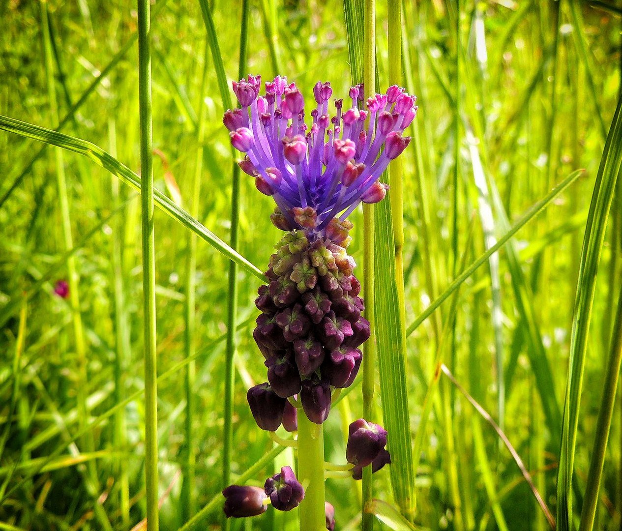 Muscari à toupet