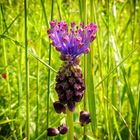 Muscari à toupet