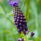 Muscari à toupet