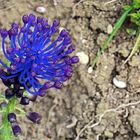 Muscari à toupet ou pénitent bleu