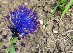 Muscari à toupet ou pénitent bleu