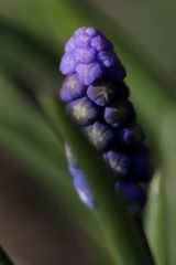 Muscari